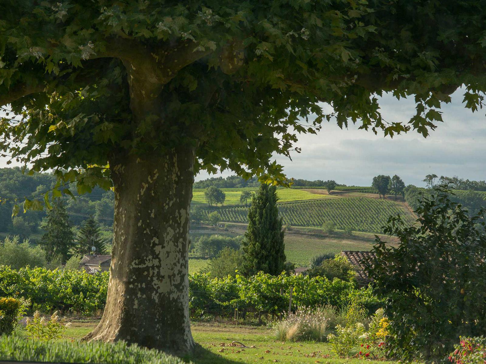 Chambre Cépage — vue sur le jardin et les vignes