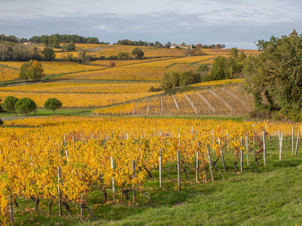 Les vignes aux couleurs d’automne